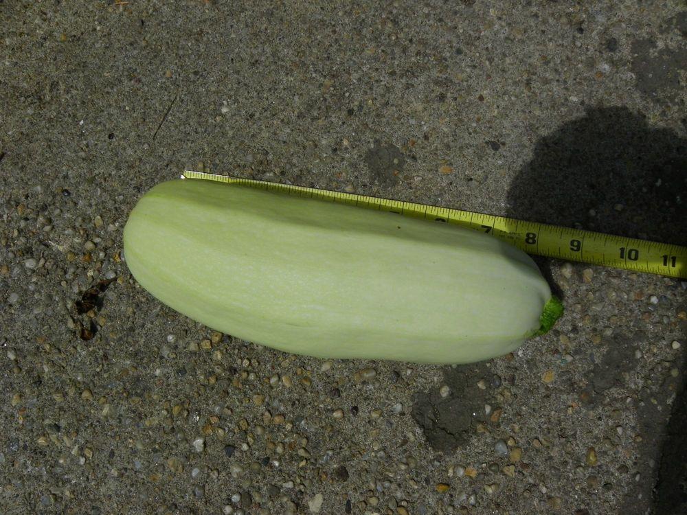 Photo of Zucchini (Cucurbita pepo 'Cavili') uploaded by Newyorkrita