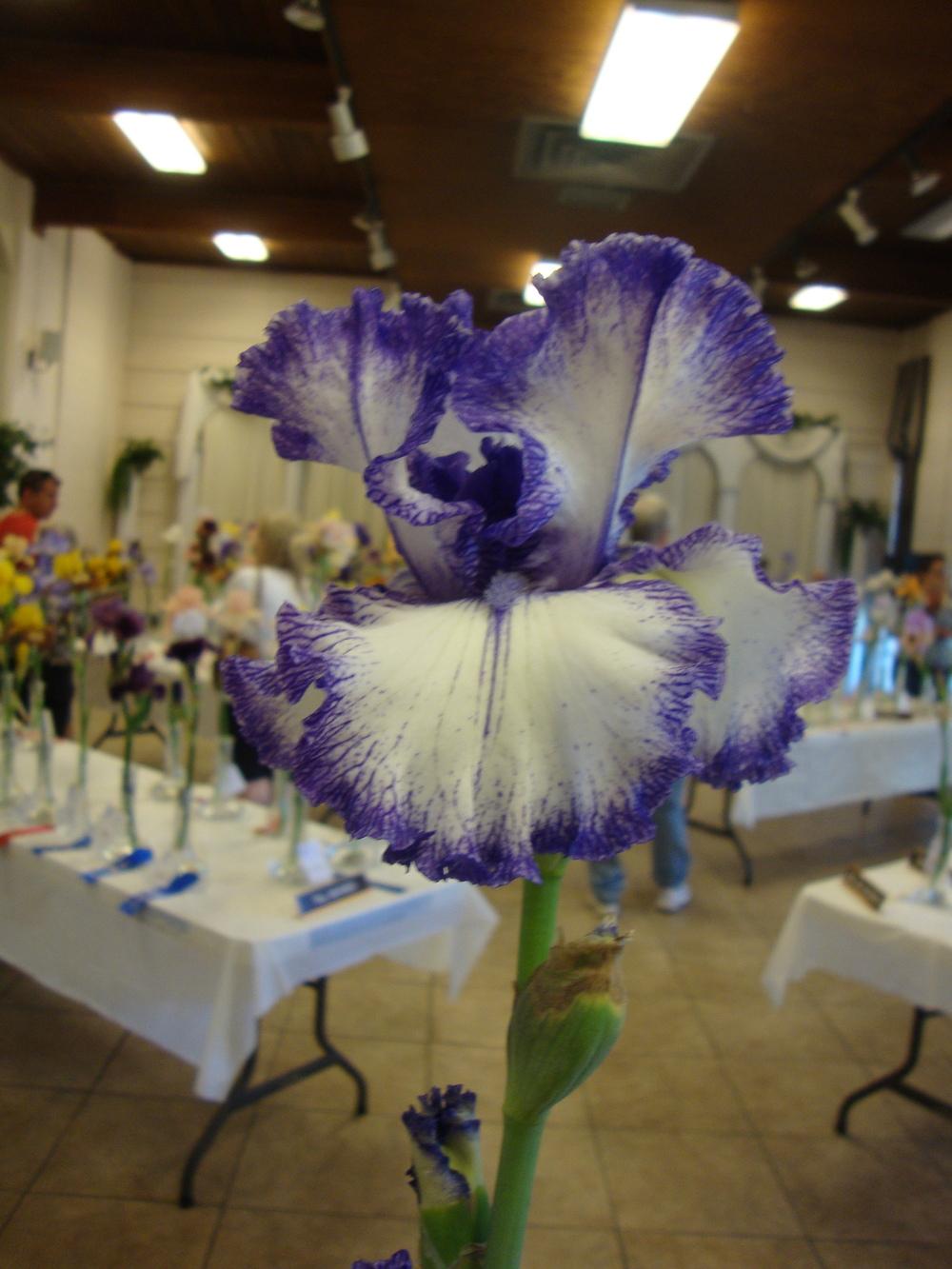Photo of Tall Bearded Iris (Iris 'Ink Patterns') uploaded by Paul2032