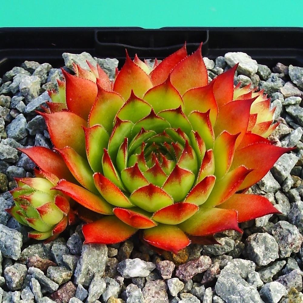 Photo of Hen and Chicks (Sempervivum 'Rollin' Stones') uploaded by banker07
