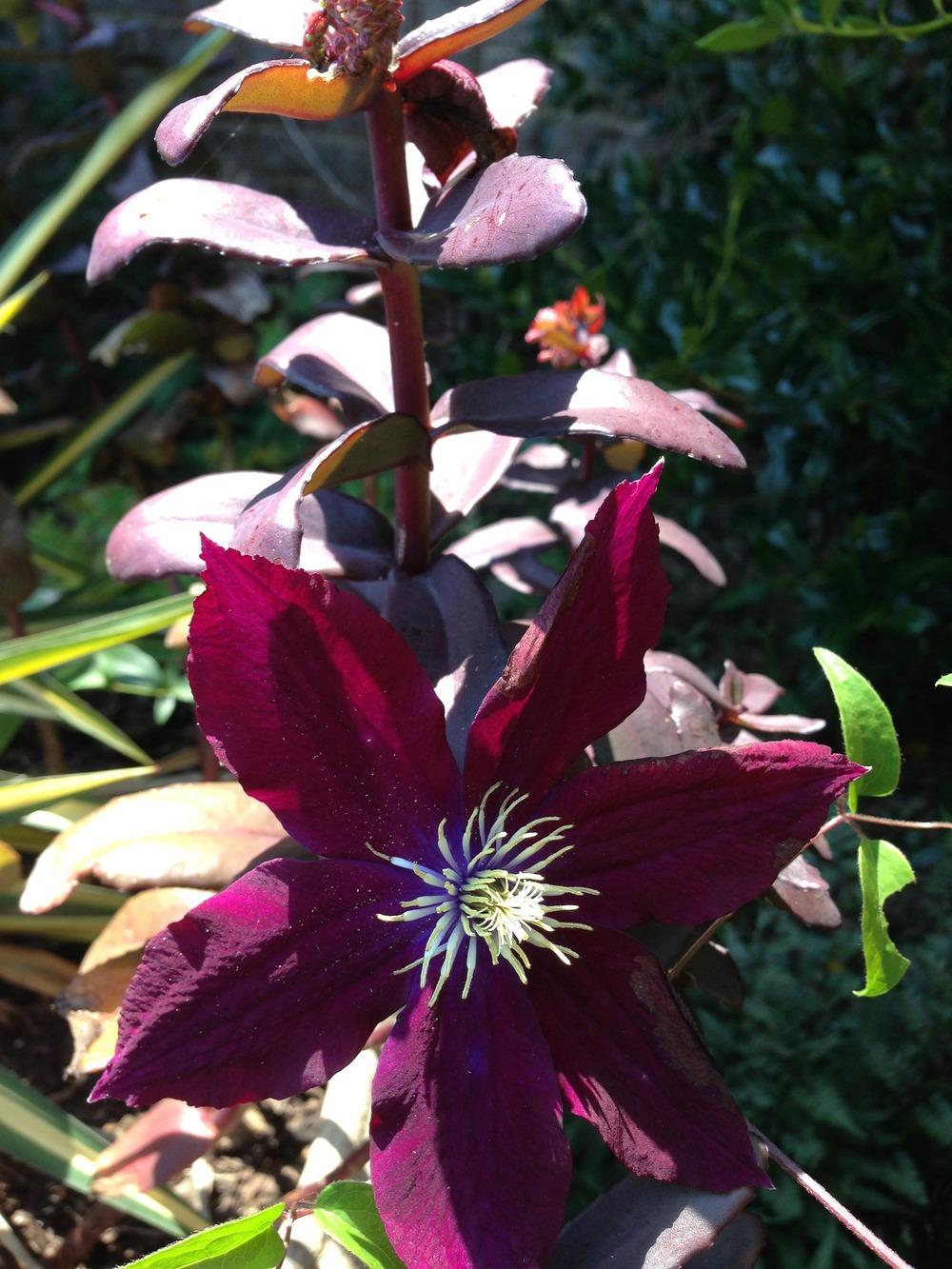 Photo of Clematis Rosemoor™ uploaded by clintbrown