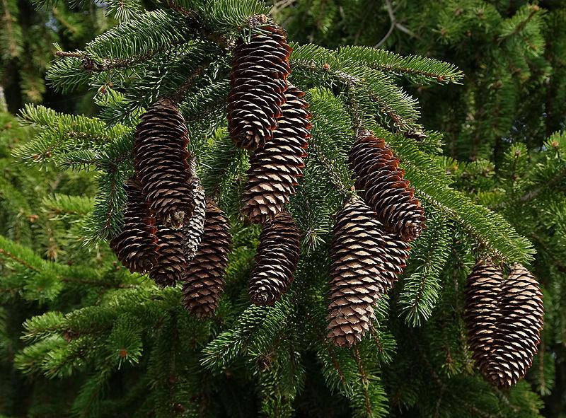 Photo of Norway Spruce (Picea abies) uploaded by robertduval14
