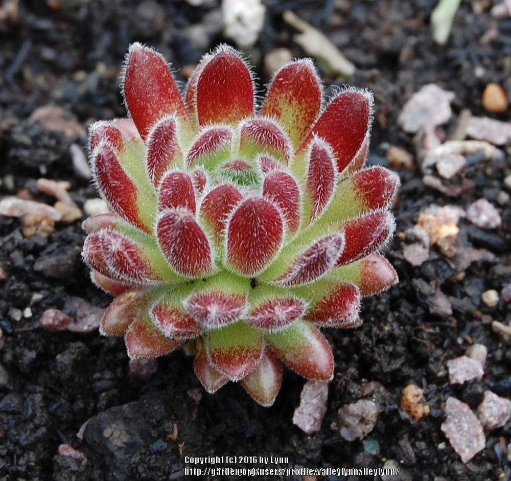 Photo of Hen and Chicks (Sempervivum 'Pacific Zoftic') uploaded by valleylynn