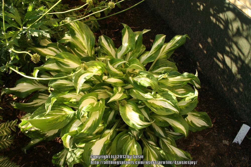 Photo of Hosta 'Fire and Ice' uploaded by 4susiesjoy