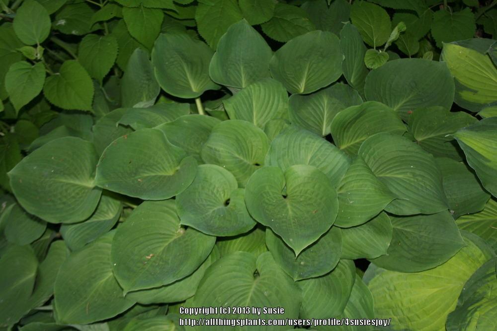 Photo of Hosta 'Candy Hearts' uploaded by 4susiesjoy