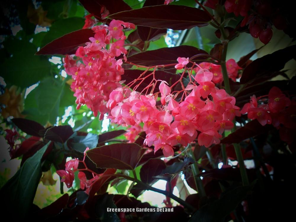 Photo of Begonias (Begonia) uploaded by DavidofDeLand