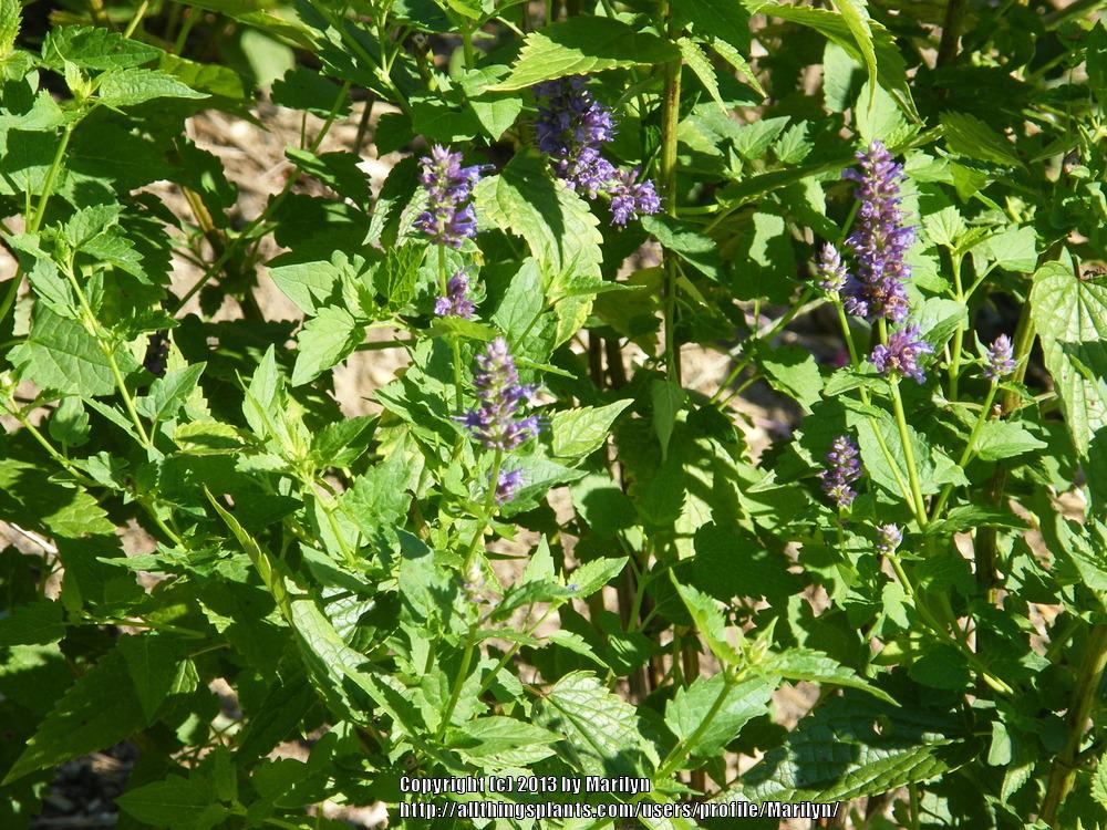Photo of Anise Hyssop (Agastache 'Black Adder') uploaded by Marilyn