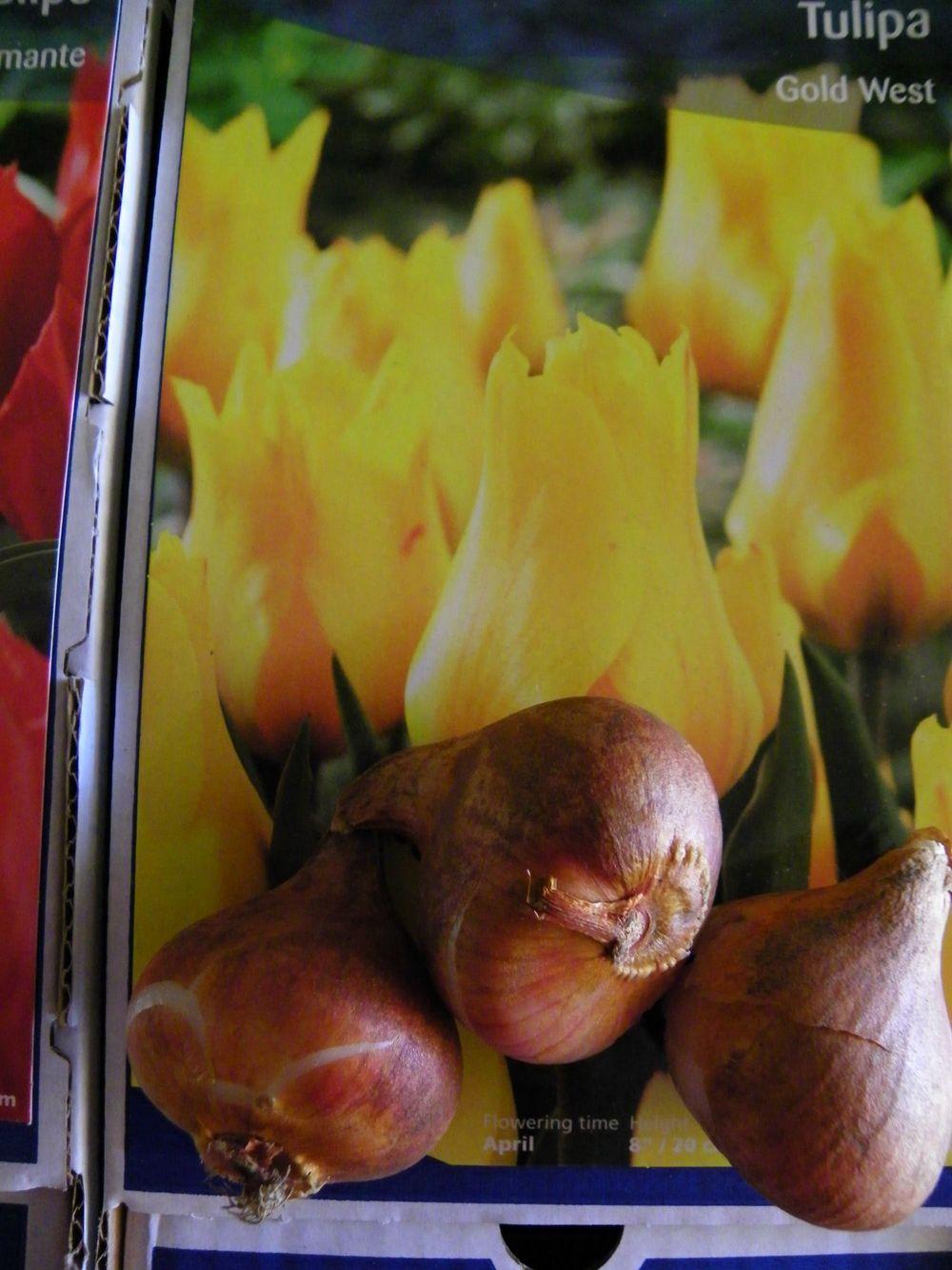 Photo of Tulip (Tulipa 'Goldwest') uploaded by Newyorkrita