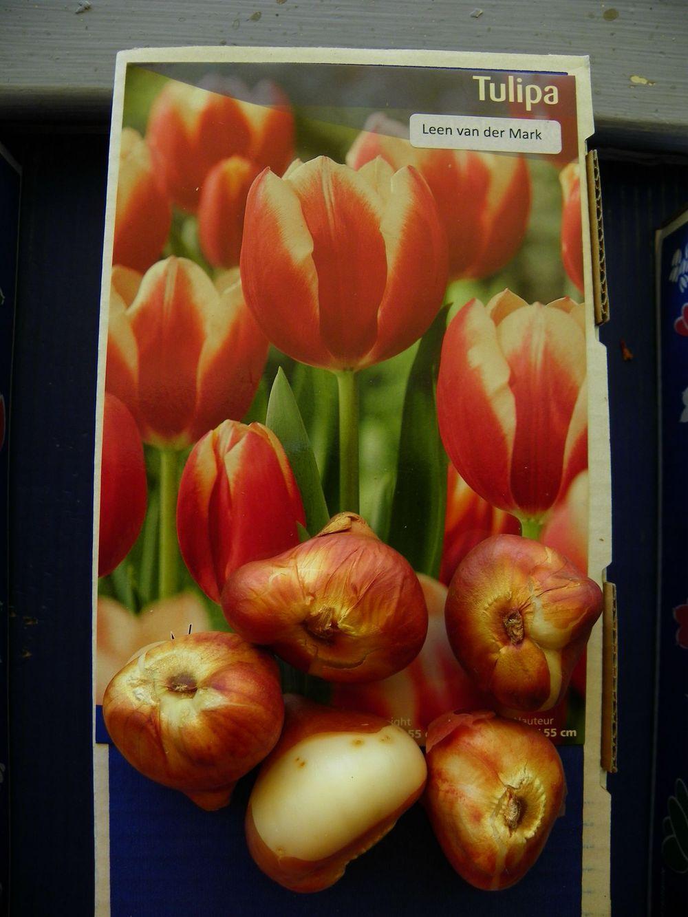 Photo of Triumph Tulip (Tulipa 'Leen van der Mark') uploaded by Newyorkrita