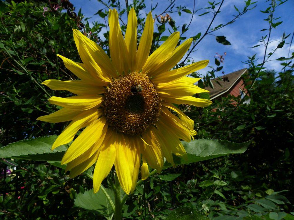 Photo of Sunflower (Helianthus annuus 'Snack Seed') uploaded by Newyorkrita