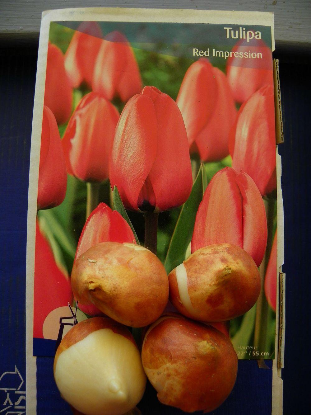 Photo of Darwin Hybrid Tulip (Tulipa 'Red Impression') uploaded by Newyorkrita