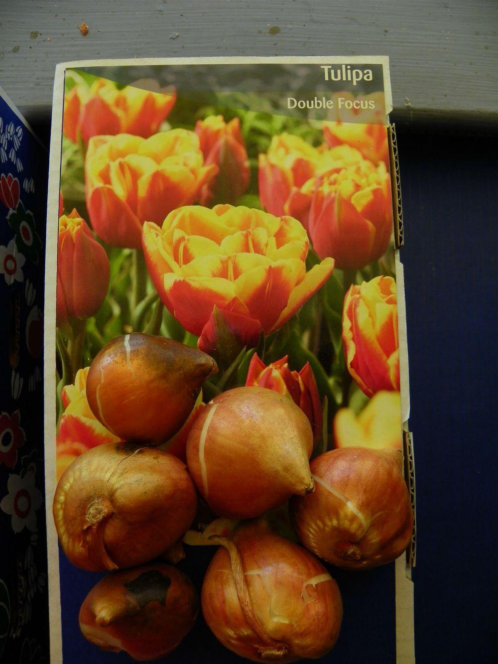 Photo of Tulip (Tulipa 'Double Focus') uploaded by Newyorkrita