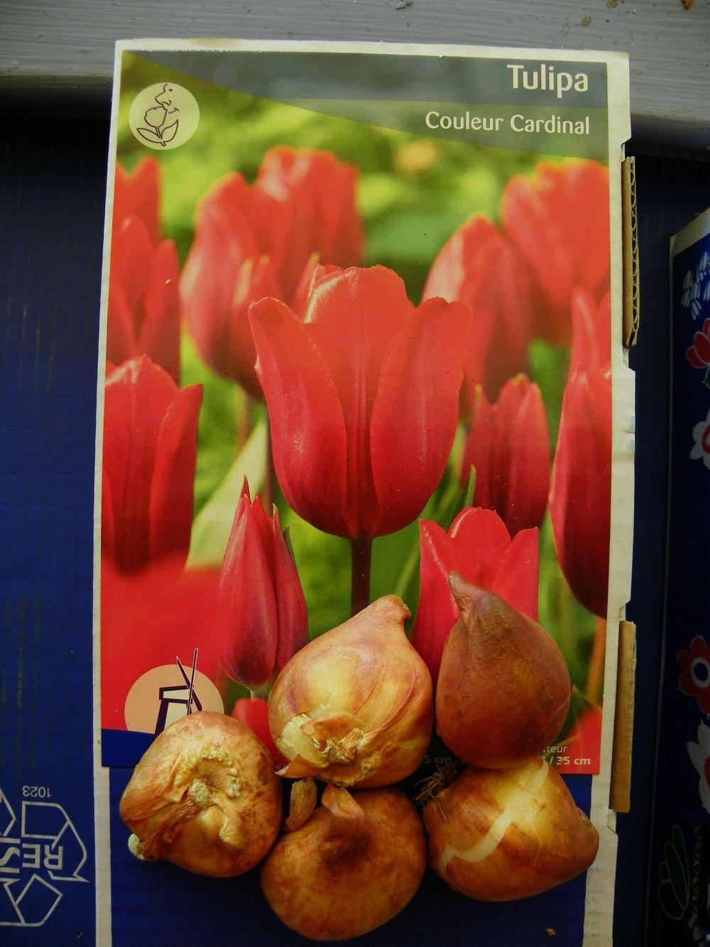Photo of Single Early Tulip (Tulipa 'Couleur Cardinal') uploaded by Newyorkrita