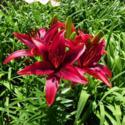 Add Bulb Lilies to Your Daylily Garden and Add Height