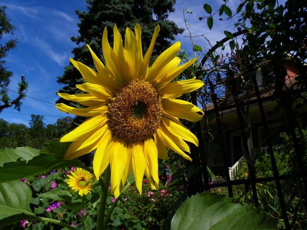 Photo of Sunflower (Helianthus annuus 'Snack Seed') uploaded by Newyorkrita