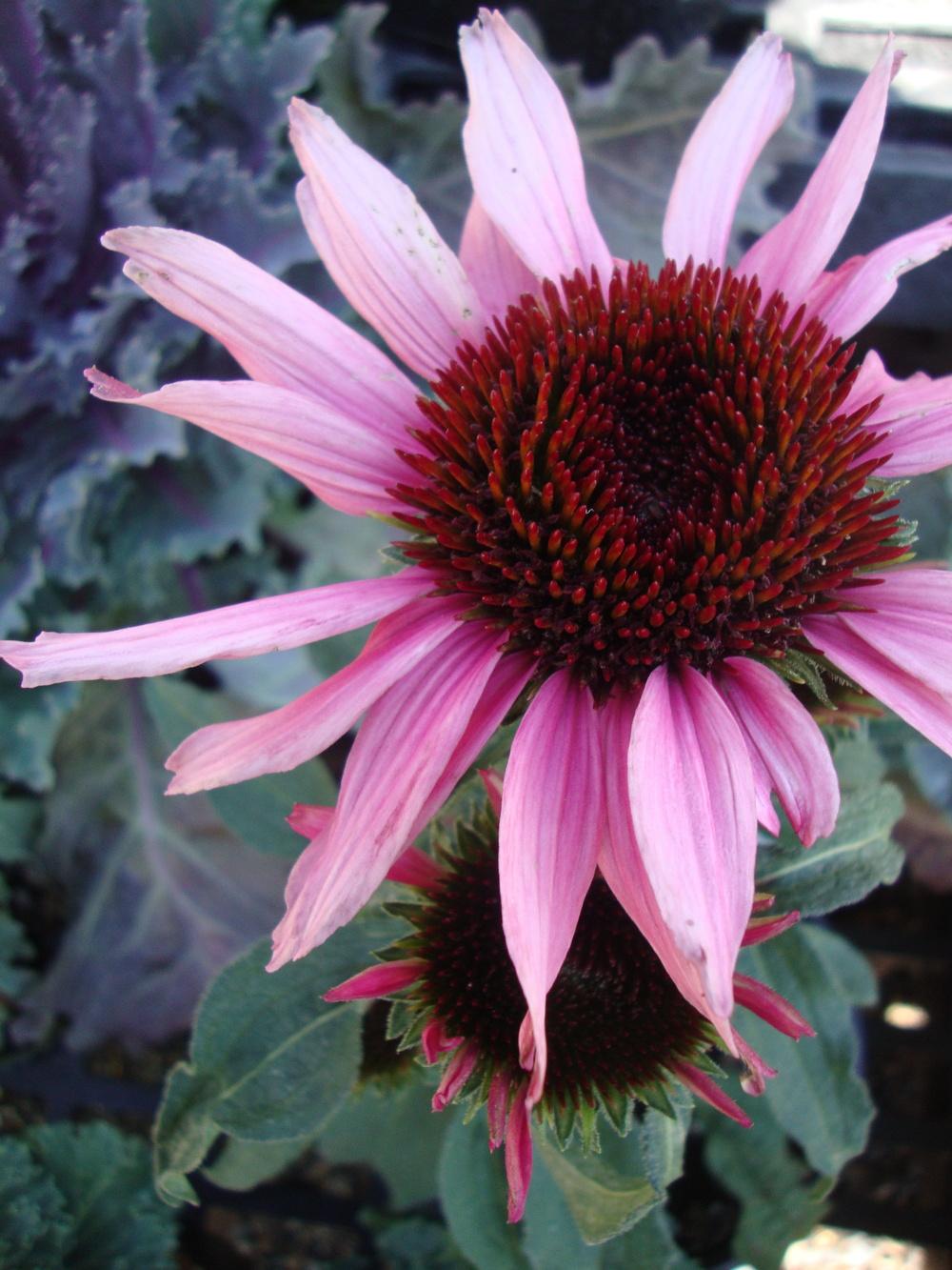 Photo of Coneflower (Echinacea Big Sky™ After Midnight) uploaded by Paul2032