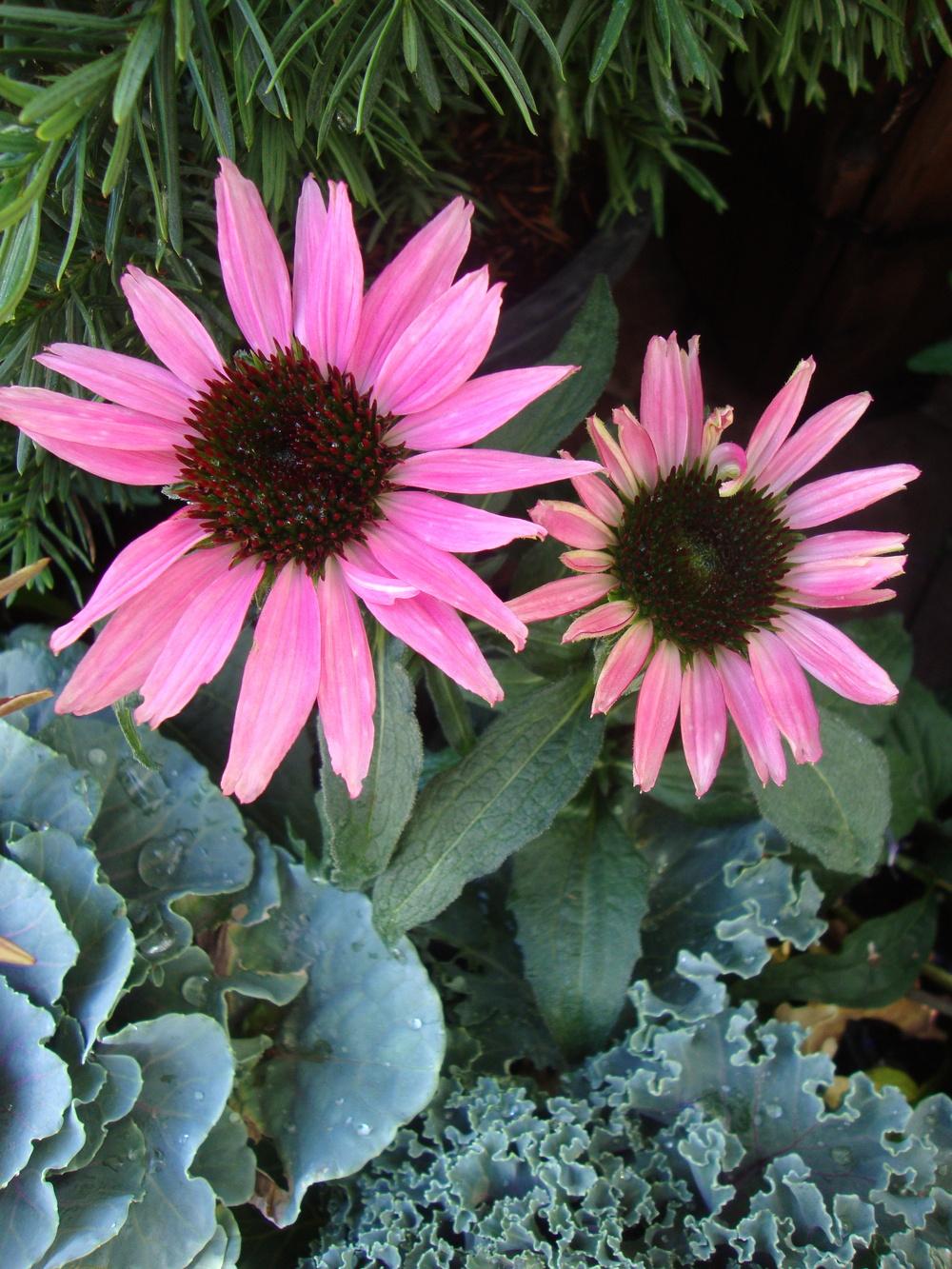 Photo of Coneflower (Echinacea Big Sky™ After Midnight) uploaded by Paul2032