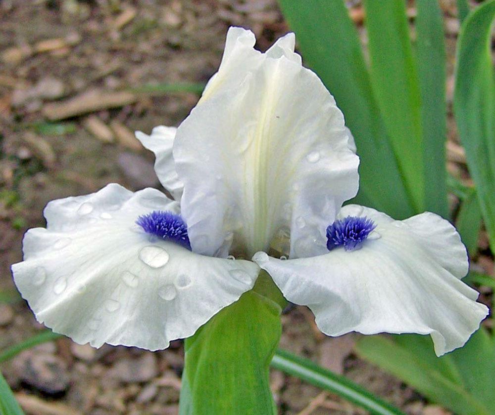 Photo of Standard Dwarf Bearded Iris (Iris 'Bluebeard's Ghost') uploaded by TBGDN