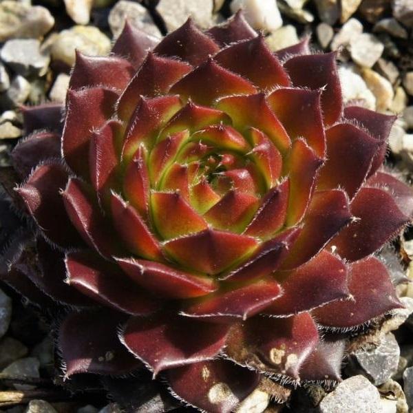 Photo of Hen and Chicks (Sempervivum 'Accord') uploaded by banker07