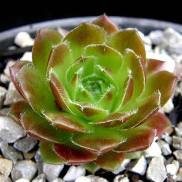 Photo of Hen and Chicks (Sempervivum 'Accord') uploaded by banker07