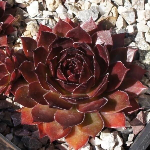 Photo of Hen and Chicks (Sempervivum 'Aalrika') uploaded by banker07