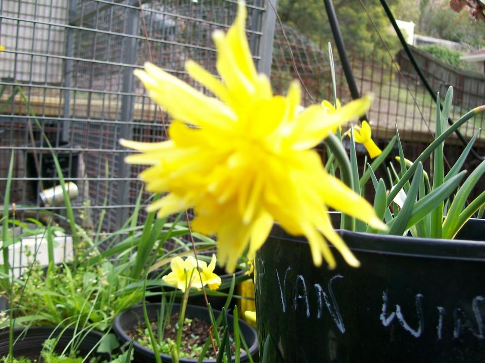 Photo of Double Daffodil (Narcissus 'Rip van Winkle') uploaded by gwhizz