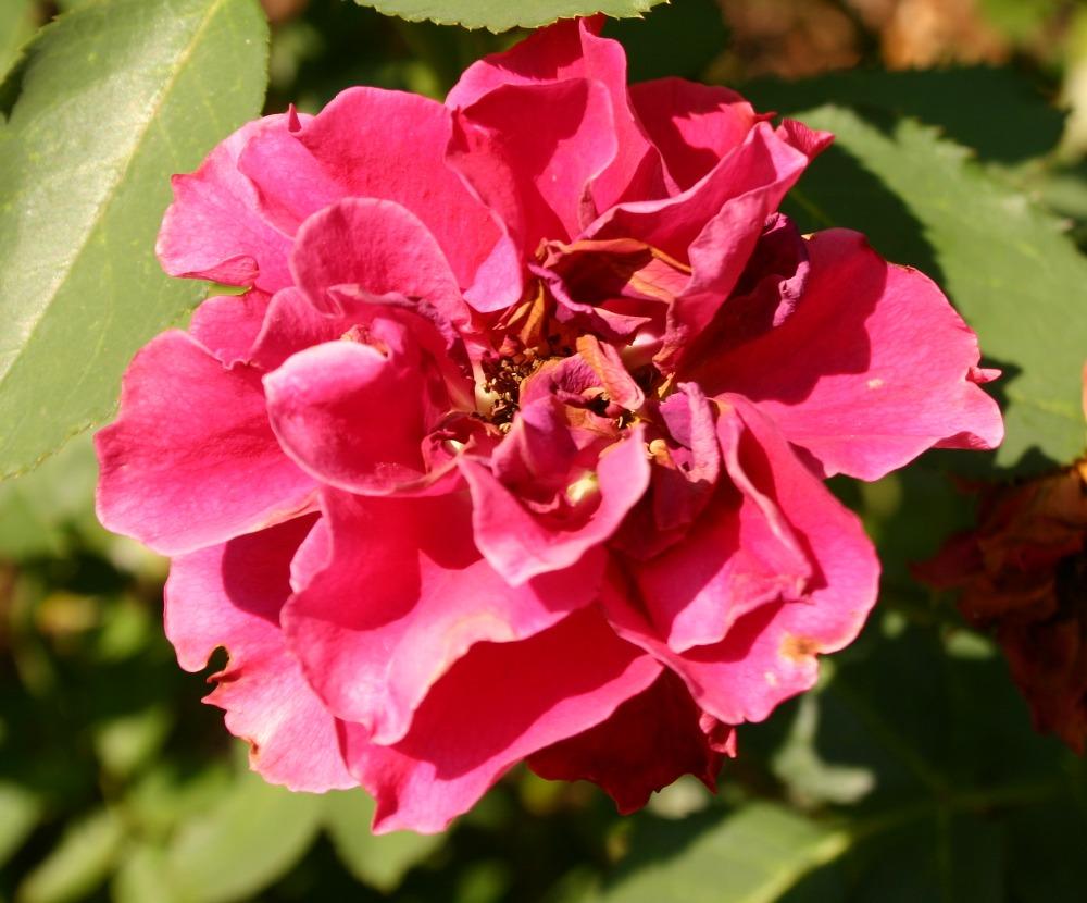 Photo of Rose (Rosa 'Bright Melody') uploaded by jon