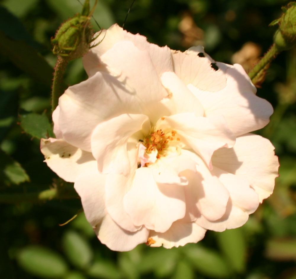 Photo of Rose (Rosa 'La Marne') uploaded by jon
