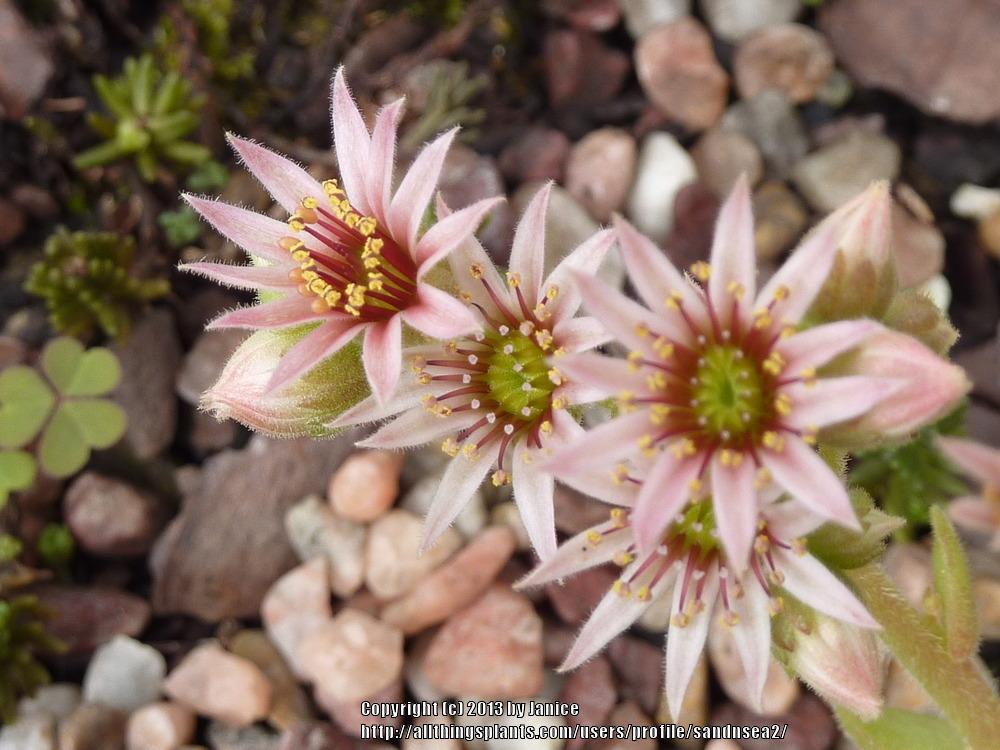Photo of Hen and Chicks (Sempervivum 'Ambergreen') uploaded by sandnsea2