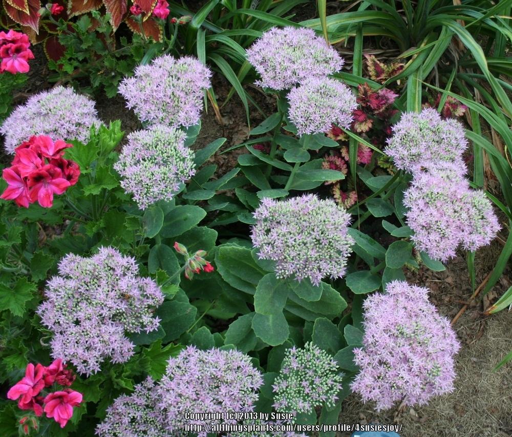 Photo of Stonecrop (Hylotelephium spectabile 'Brilliant') uploaded by 4susiesjoy