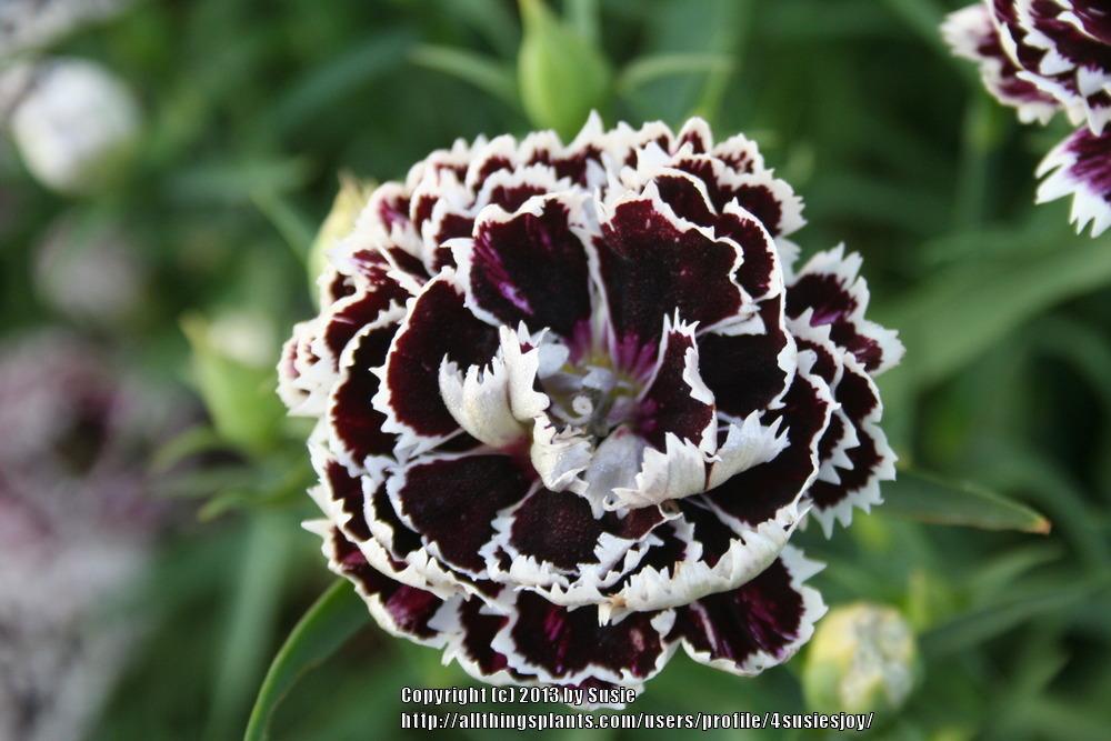 Photo of Dianthus 'Chianti' uploaded by 4susiesjoy