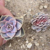 Here is an example of a normal \"perle von nurnberg' cutting alon