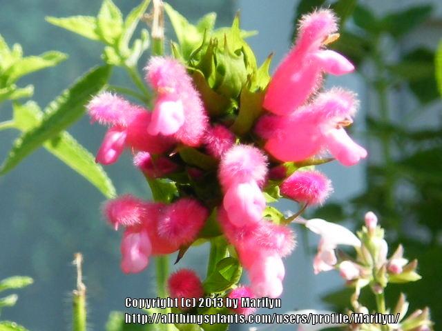 Photo of Bolivian Hummingbird Sage (Salvia oxyphora) uploaded by Marilyn