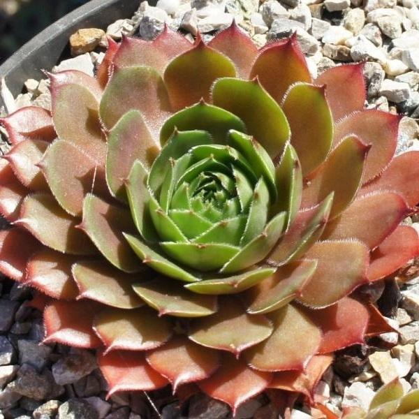 Photo of Hen and Chicks (Sempervivum 'Aare') uploaded by banker07