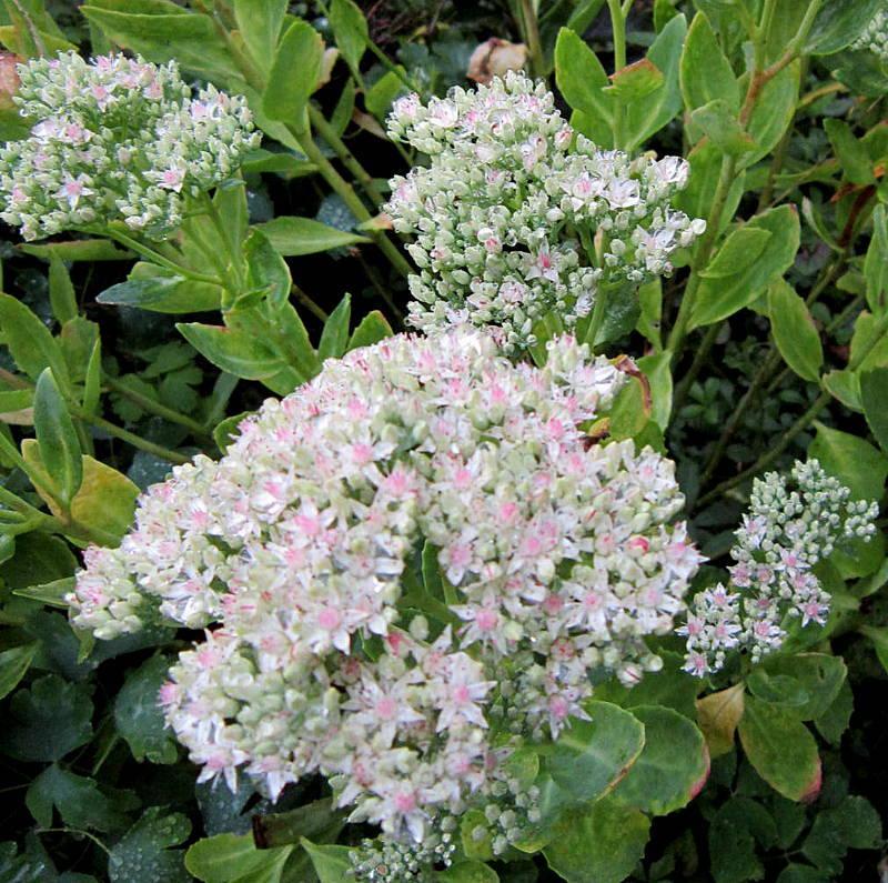 Photo of Stonecrop (Hylotelephium erythrostictum 'Frosty Morn') uploaded by ge1836