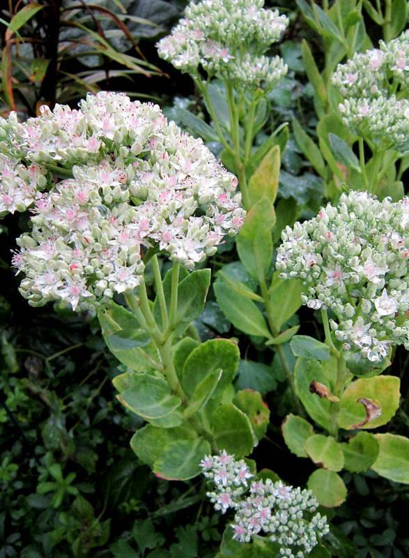 Photo of Stonecrop (Hylotelephium erythrostictum 'Frosty Morn') uploaded by ge1836
