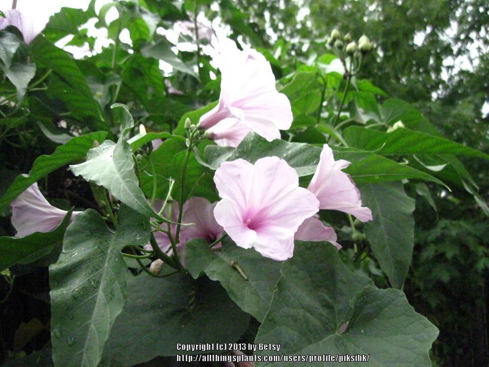 Photo of Morning Glory Tree (Ipomoea carnea) uploaded by piksihk