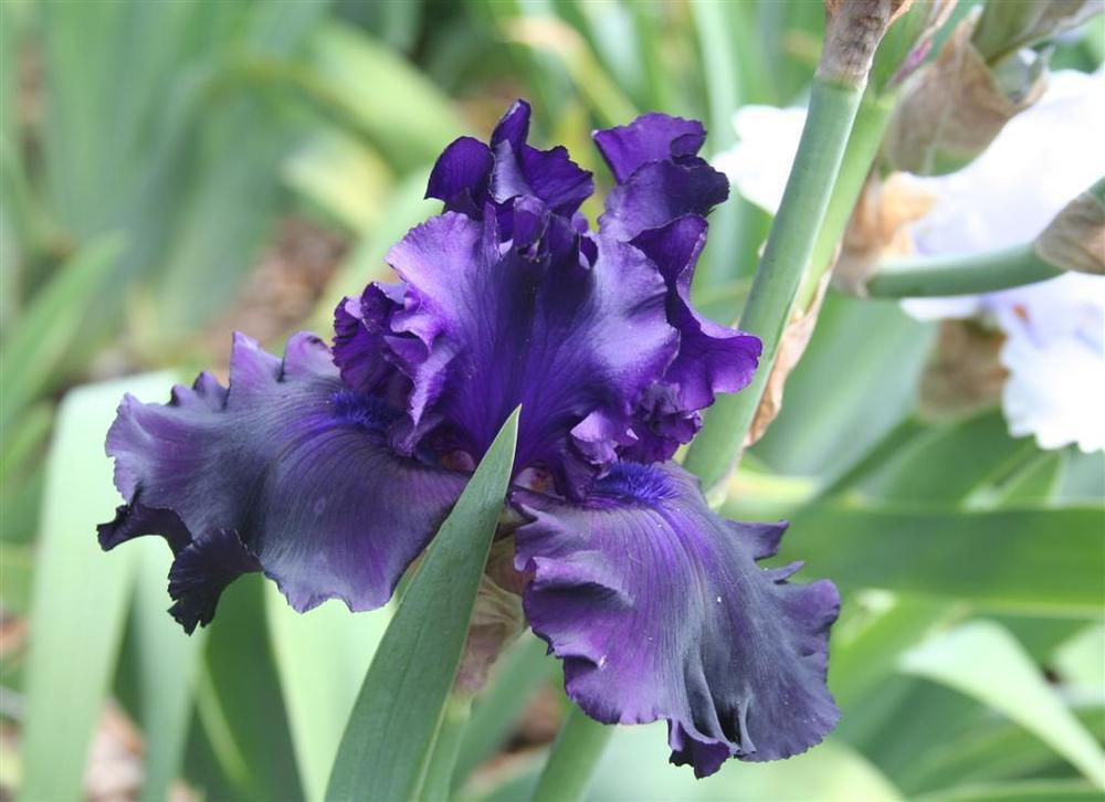Photo of Tall Bearded Iris (Iris 'One More Night') uploaded by KentPfeiffer