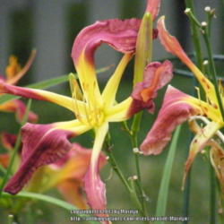 Location: My garden in Kentucky
Date: 2013-07-03
My favorite Daylily!