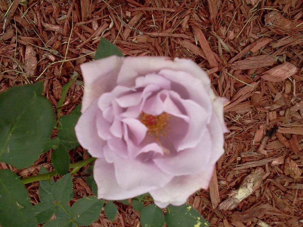 Photo of Rose (Rosa 'Koelner Karneval') uploaded by bpsgarden