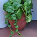 Try out Malabar Spinach