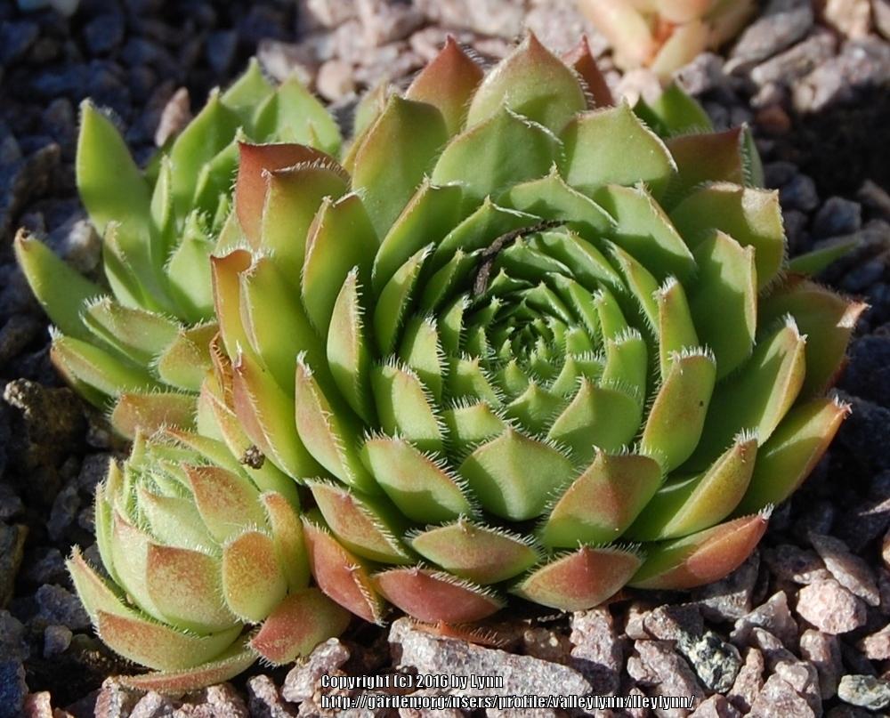 Photo of Hen and Chicks (Sempervivum 'Pacific Opal') uploaded by valleylynn