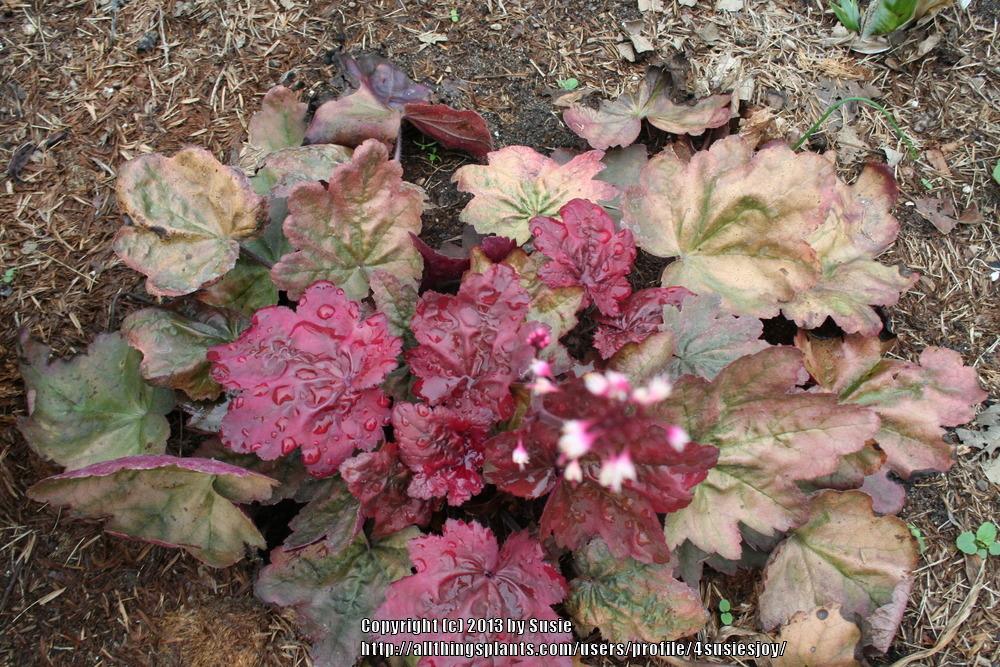 Photo of Coral Bells (Heuchera 'Autumn Leaves') uploaded by 4susiesjoy