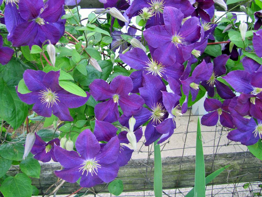 Photo of Clematis 'Jackmanii' uploaded by TBGDN