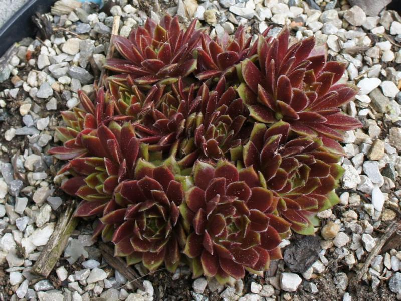 Photo of Hen and Chicks (Sempervivum 'Abendrot') uploaded by banker07