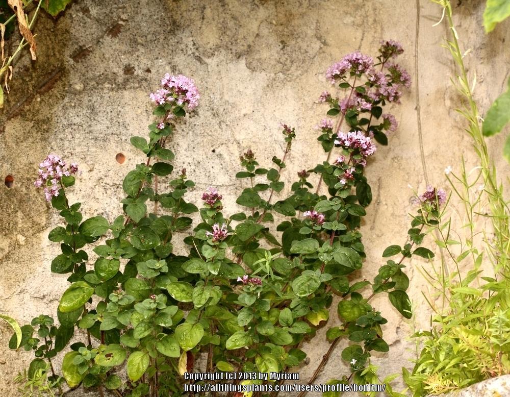 Photo of Oreganos (Origanum vulgare) uploaded by bonitin