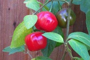 Photo of Hot Pepper (Capsicum pubescens 'Rocoto Rojo') uploaded by robertduval14