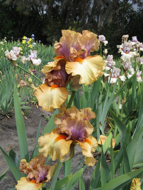 Photo of Tall Bearded Iris (Iris 'Broome Sunset') uploaded by rshadlow