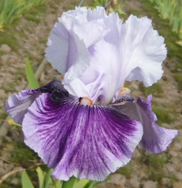 Photo of Tall Bearded Iris (Iris 'Pop Music') uploaded by rshadlow