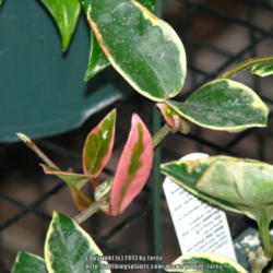 Location: San Joaquin County, CA
Date: 2013-09-10
Some leaves of Hoya carnosa 'Tricolor' with pinkish crimson varie