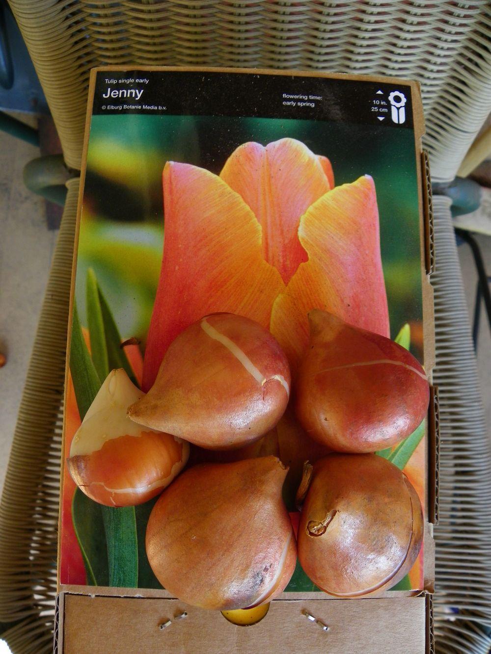 Photo of Tulip (Tulipa 'Jenny') uploaded by Newyorkrita